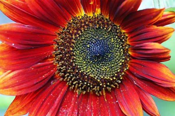 Red Sunflower With Yellow Tips by Deb Oppermann